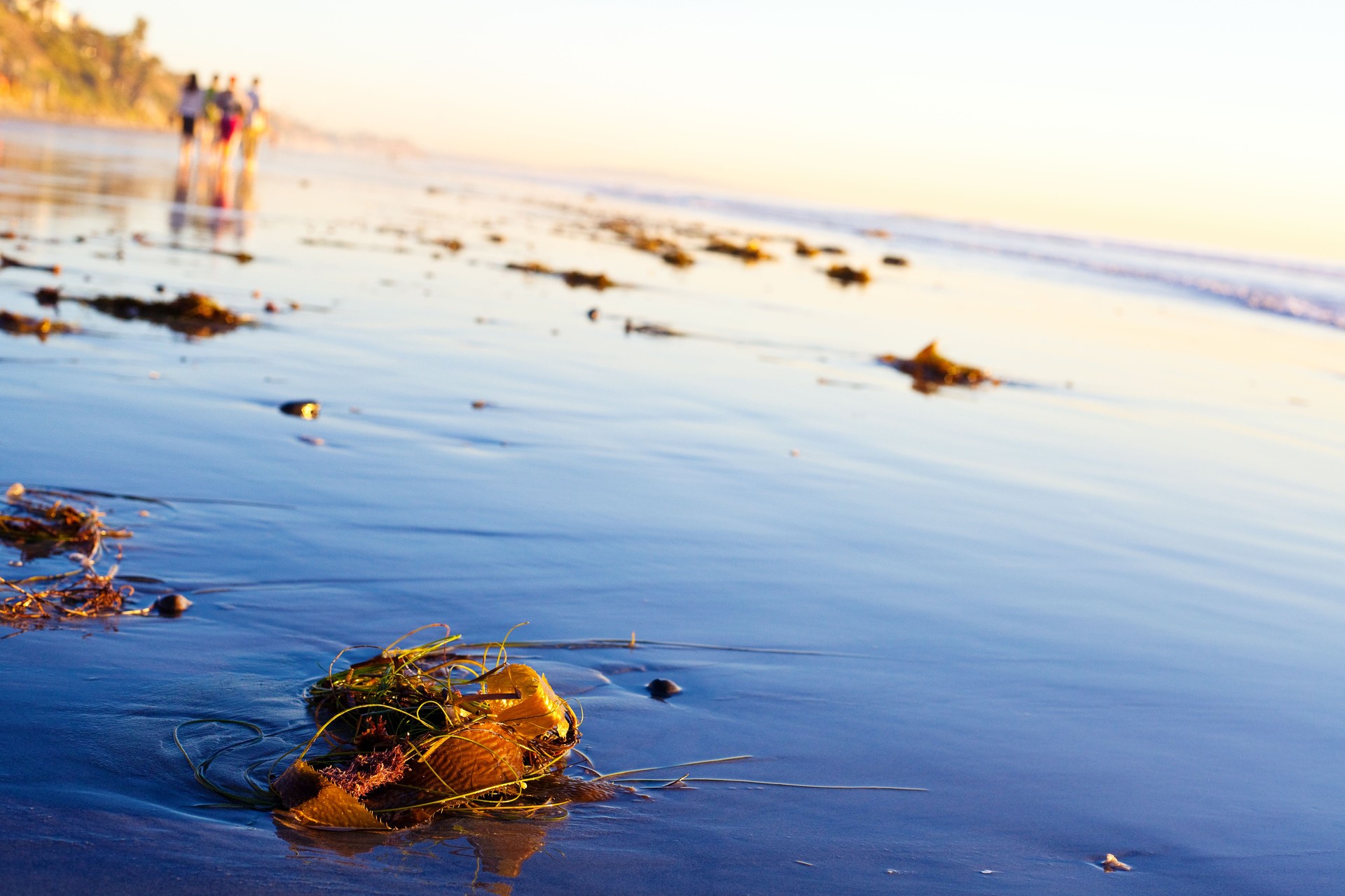 seaweed and tourists